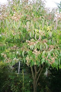Heptacodium miconioides.