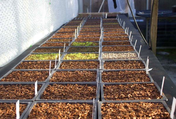 Sowing seeds in autumn - what, why and how...