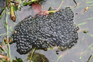 Frogspawn - at last...