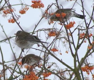 Berry bonanza for the birds.
