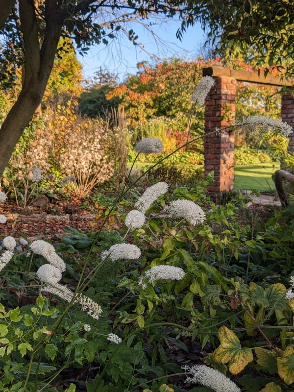 Birthdays, butterscotch and foxy bulbs.