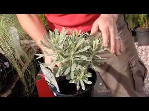 Planting up a container on Channel M