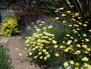 Waiting for England...