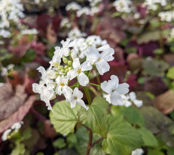 Seeds, success and plundering pigeons...