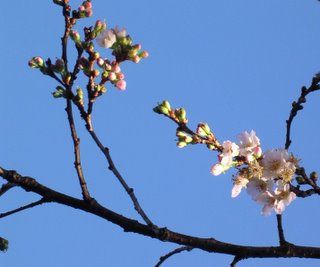 A Christmas Day picture