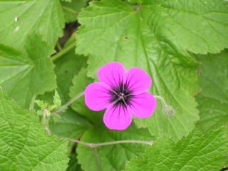Geranium 'Ann Folkard'