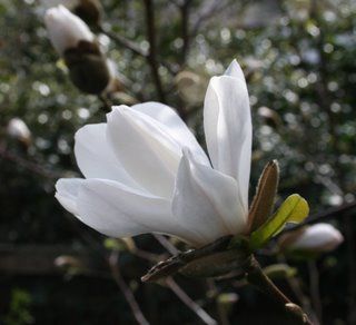 Gardening, cycling and planning