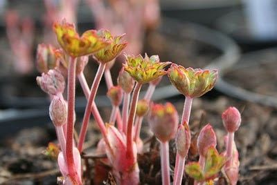 Bare roots and new shoots