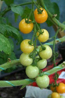 Yellow tomatoes and purple hazelnuts
