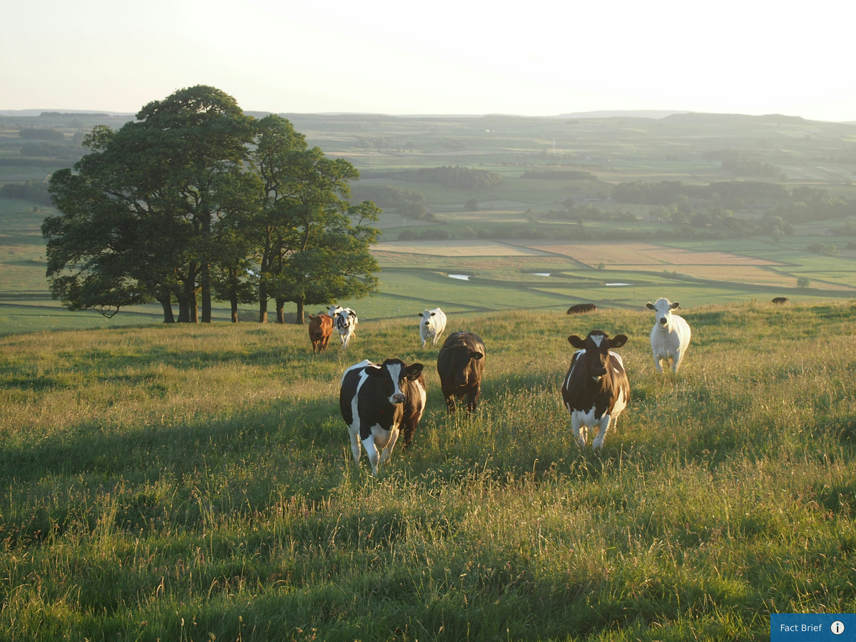 Is methane the largest driver of recent global warming?