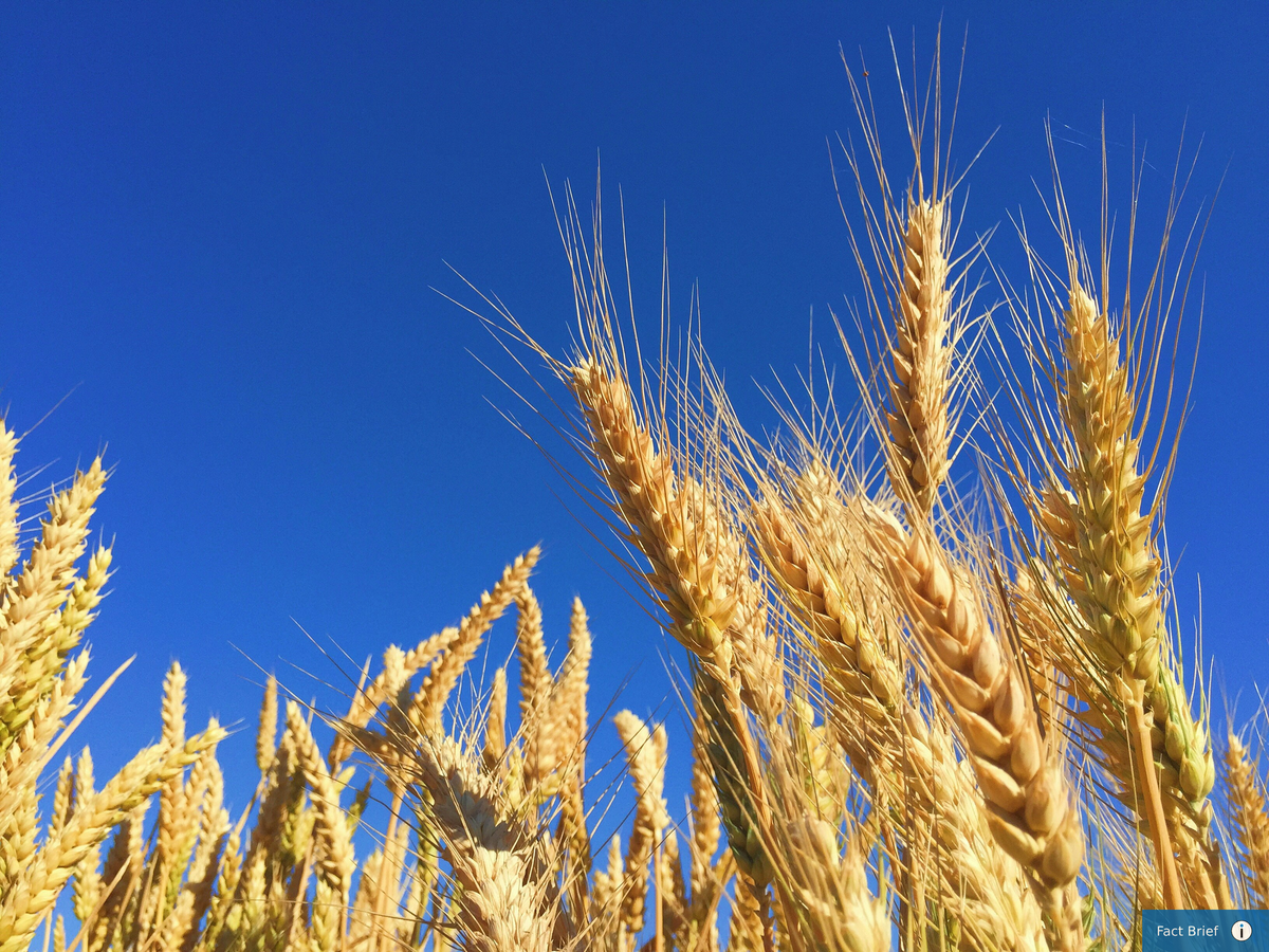 Is the North Dakota Mill and Elevator Association the only state-owned milling facility in the United States?