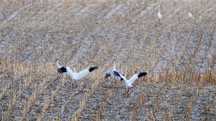 Duo bikes 'Whooper Highway' to document whooping crane's continued plight