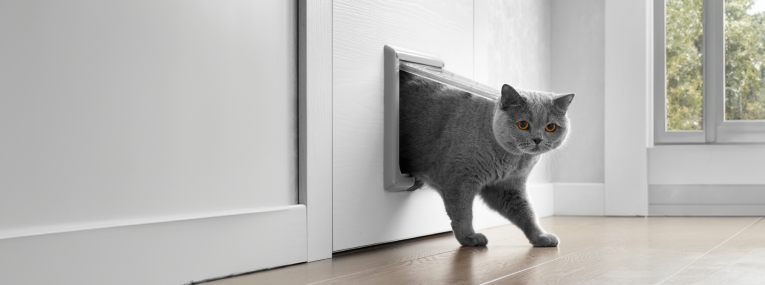Un gato con acceso al exterior está entrando en casa por la gatera