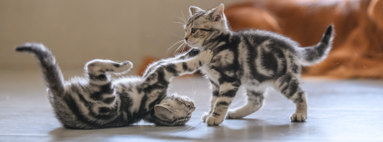 Dos gatitos jugando.