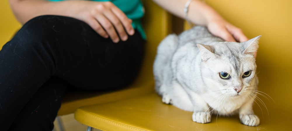 Un gato esperando en la sala de consultas de una clínica veterinaria.