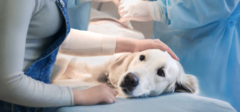 Un perro sobre la mesa de operaciones