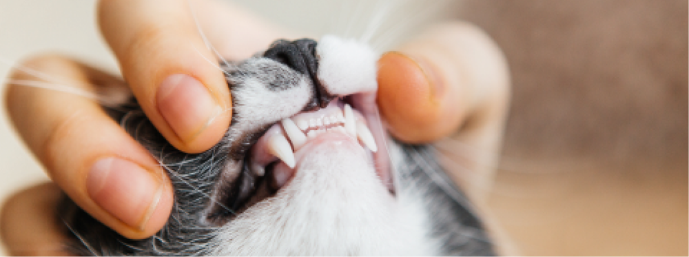 El dueño de un gato le revisa los dientes a su gato.