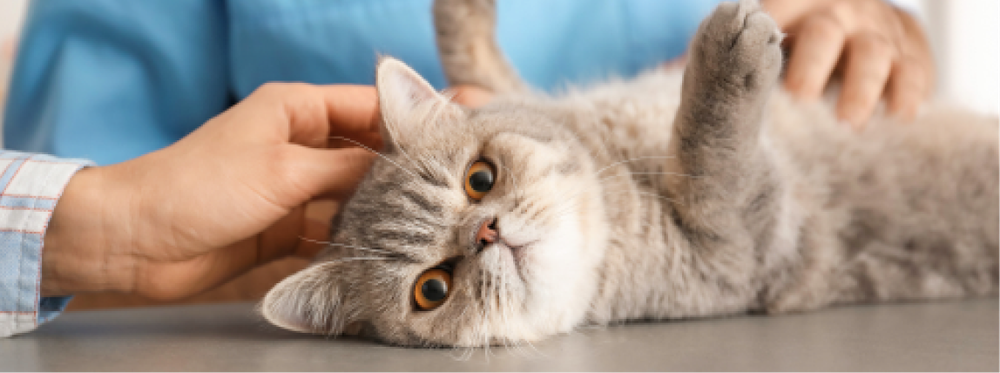 El veterinario está preparando a un gato para la anestesia.