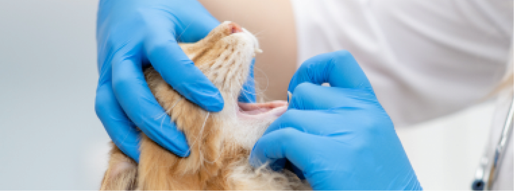 Una veterinaria le examina los dientes a un gato.