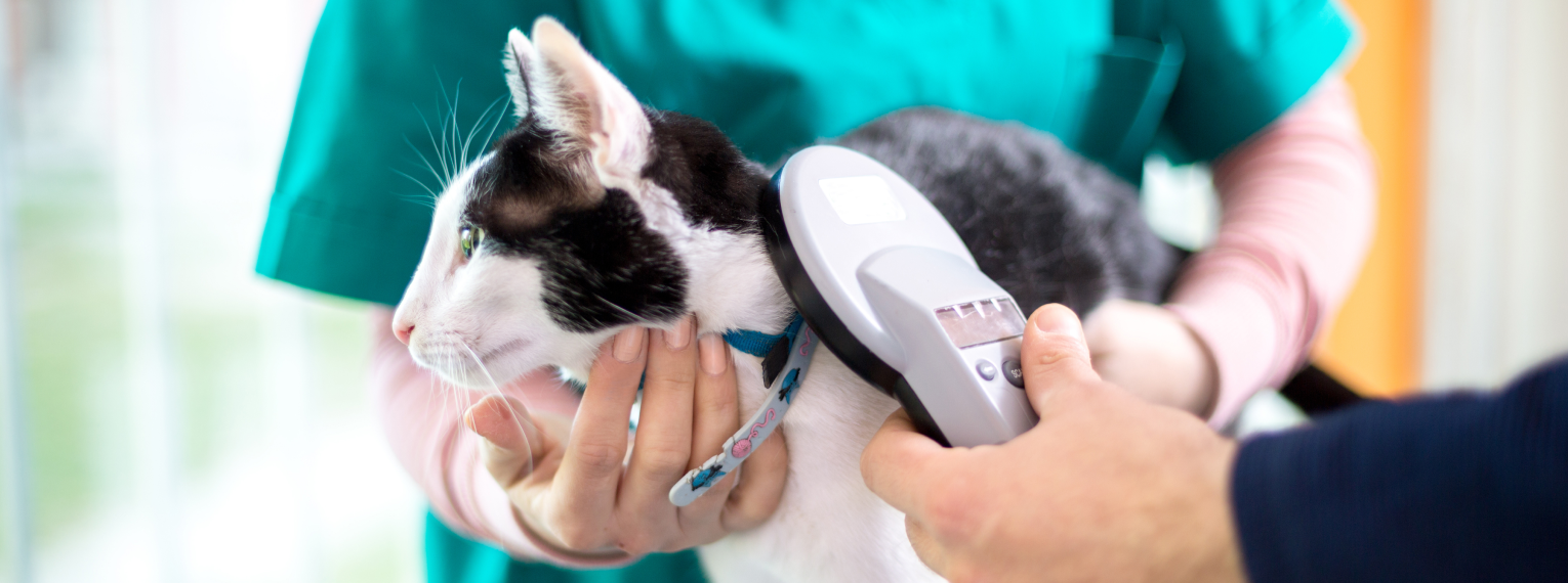 Un veterinario escanea el cuello de un gato con un lector de microchips.