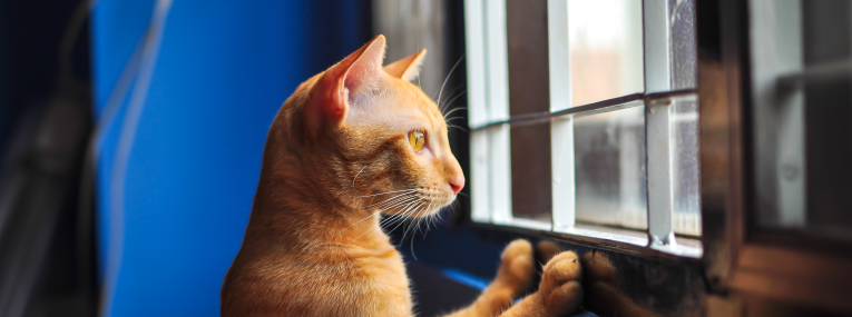 Un gato color naranja mira por la ventana