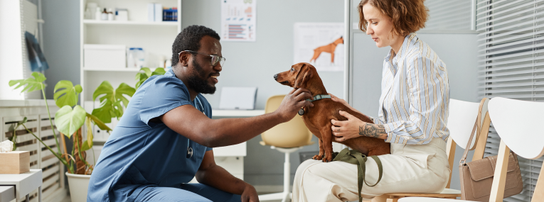 El veterinario examina a un perro salchicha