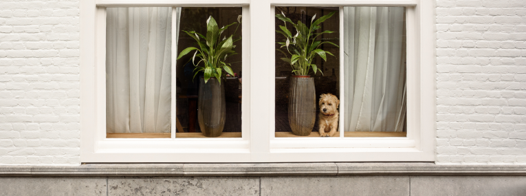 Un perro espera junto a la ventana
