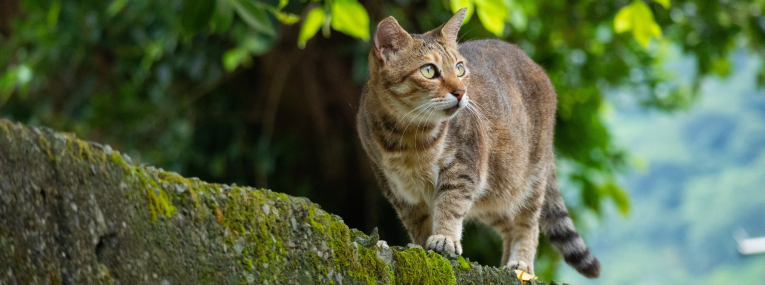 Un gato que sale al exterior explora su alrededor.