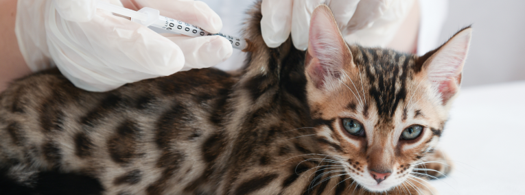 Un gato está recibiendo una vacuna en una clínica veterinaria.