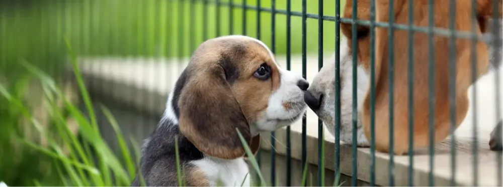 Un cachorro que olfatea a su madre a tras de una cerca