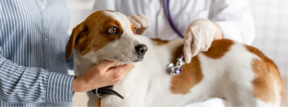 Un veterinario está escuchando los latidos del corazón de un perro con un estetoscopio.