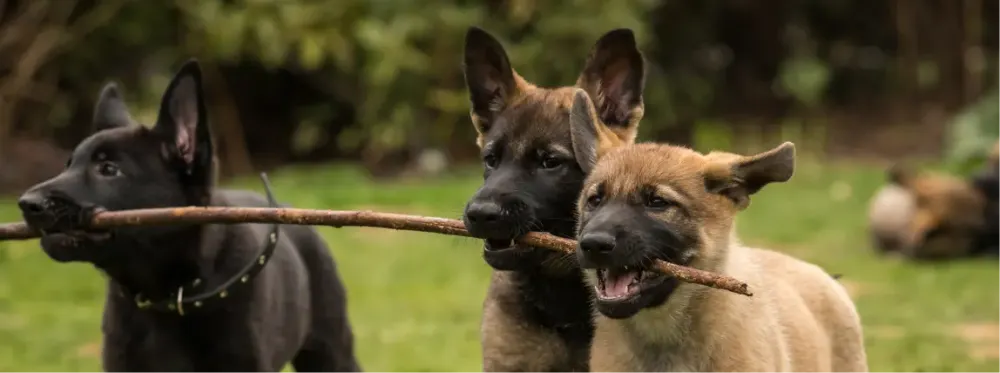 Tres cachorros jugando con un palo