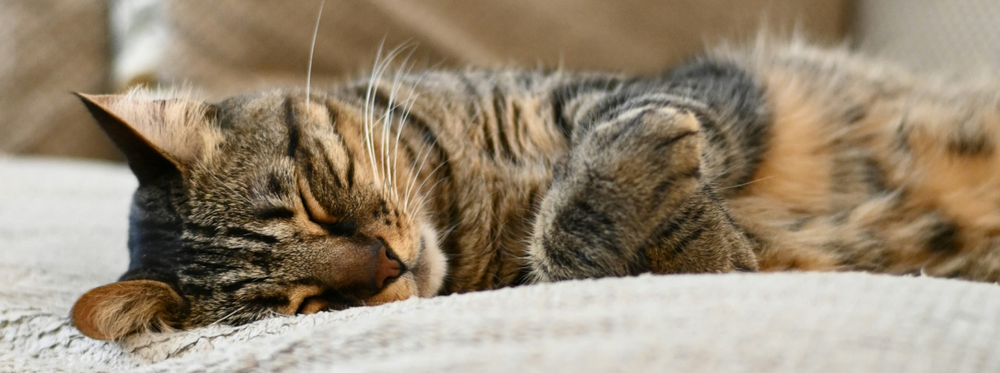Un gato está durmiendo en un sofá