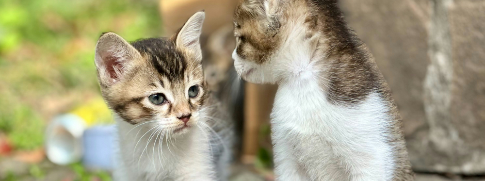 Dos gatitos mirándose el uno al otro