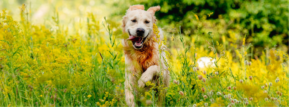 Un perro corre libre por un campo
