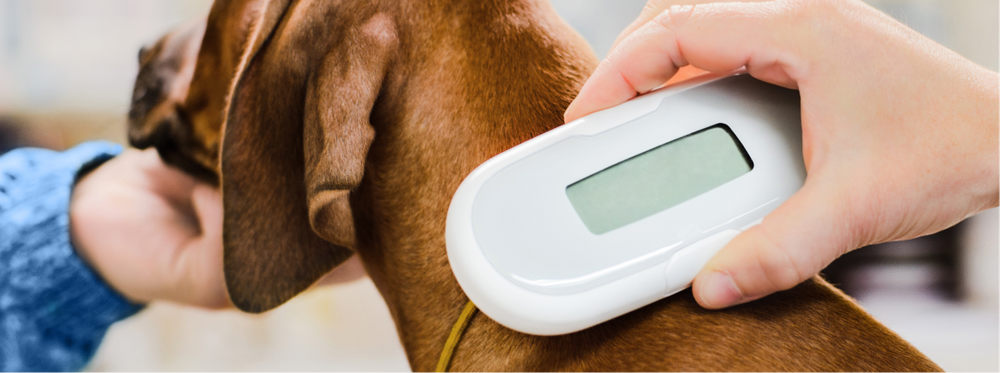 Un veterinario lee el microchip de un perro con un escáner de microchips
