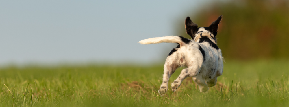 Un perro con chip corre libremente