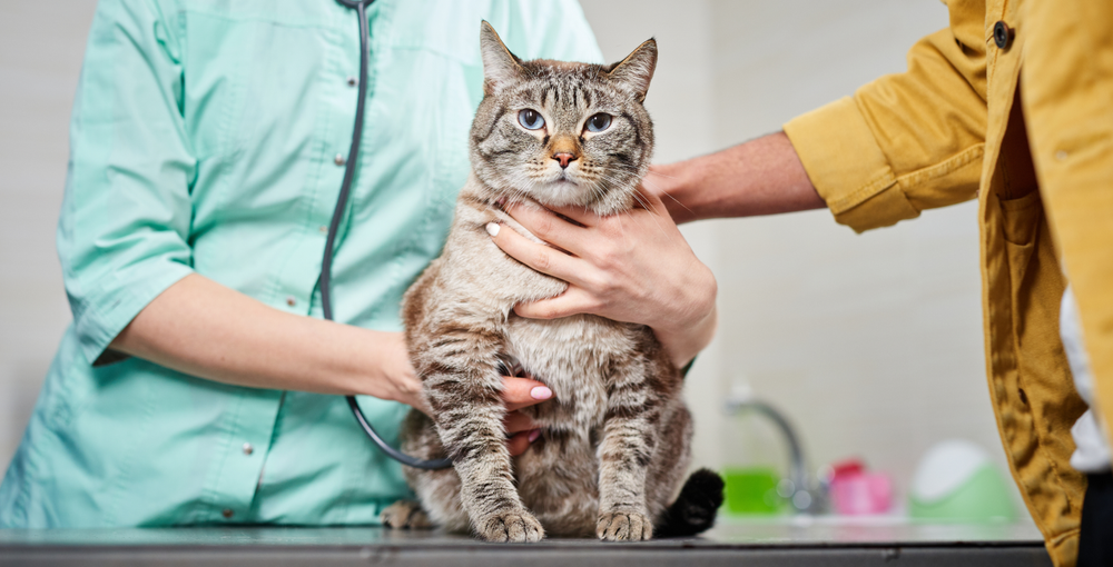 Un veterinario está escuchando el latido del corazón de un gato