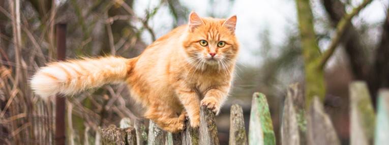 Un gato mayor, esponjoso y de color naranja, está caminando sobre una cerca