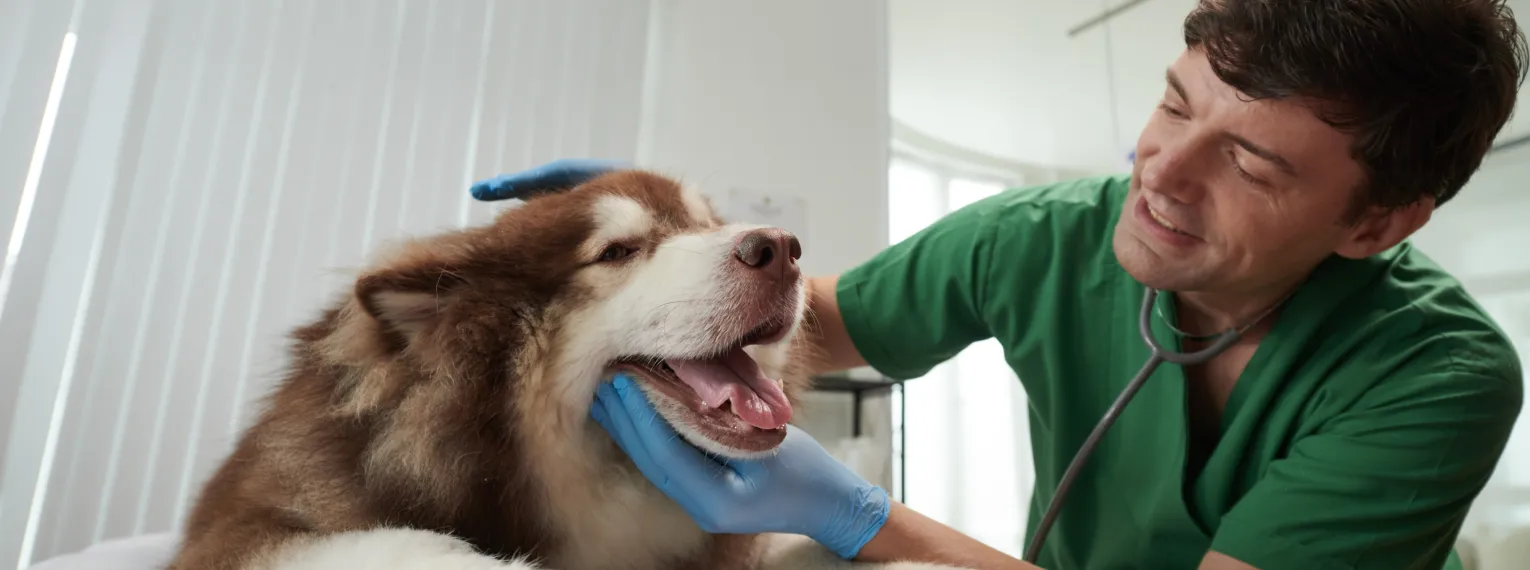 Un veterinario revisando los síntomas de gripe aviar en un perro.