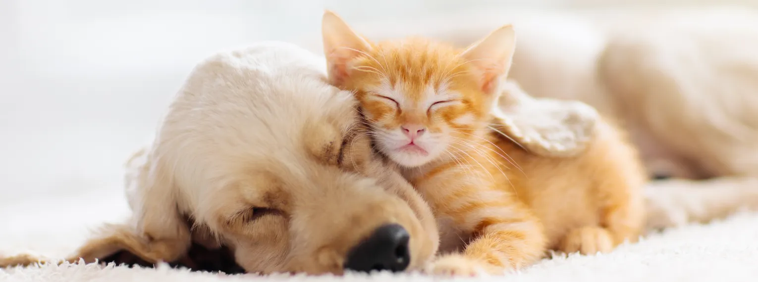 Un gatito durmiendo al lado de la cabeza de un perro.