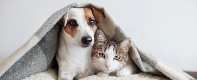 Un perro y un gato se acurrucan bajo una manta.