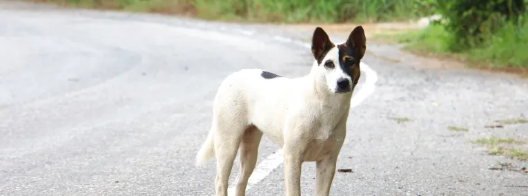 Un perro caminando libremente por la calle.