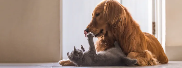 Un gatito jugando con un perro.