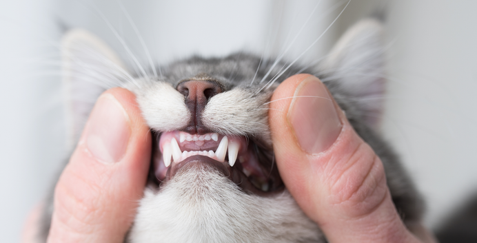 Un veterinario examina los dientes de un gato para detectar FORL.