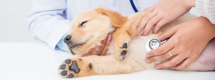 Un veterinario escucha el corazón de un labrador cachorro.