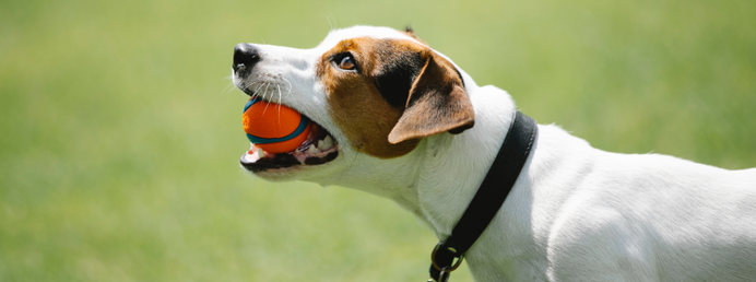 Un Jack Russell terrier juega con una pelota
