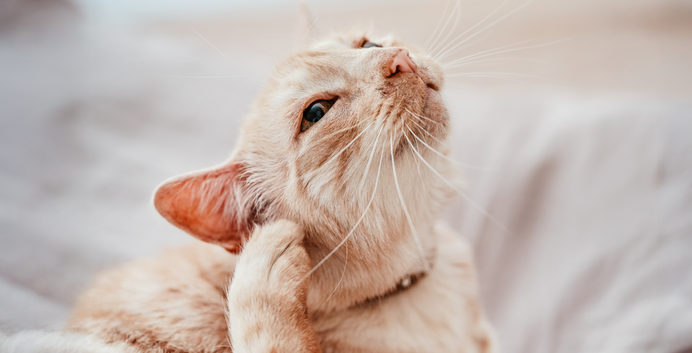 Un gato rascándose la oreja