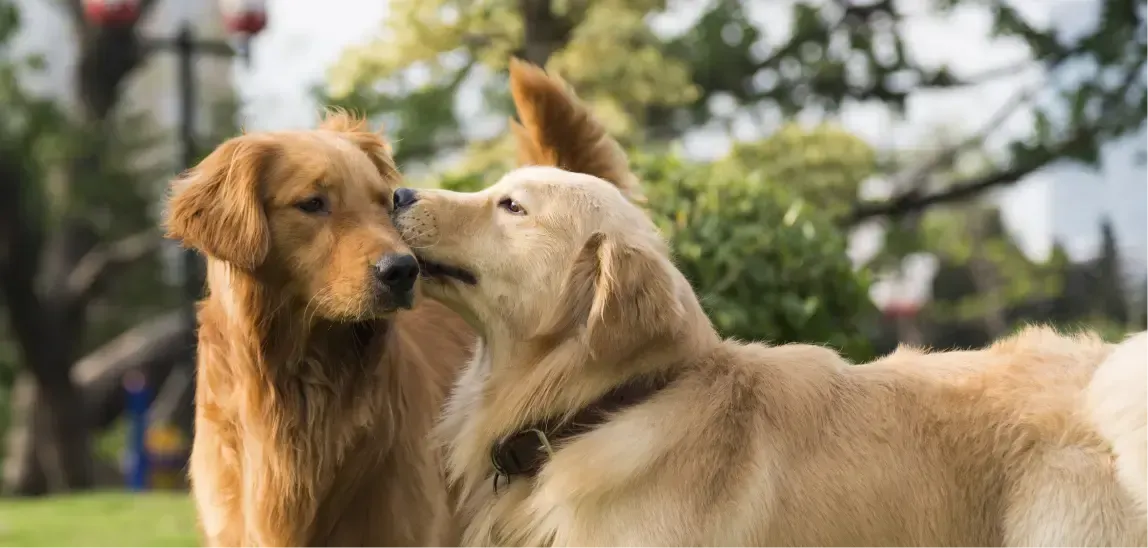 Dos golden retrievers jugando