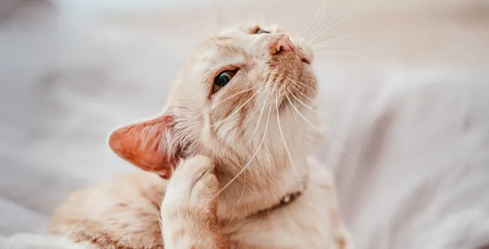 Un gato rascándose la oreja